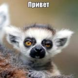 majja-bobova